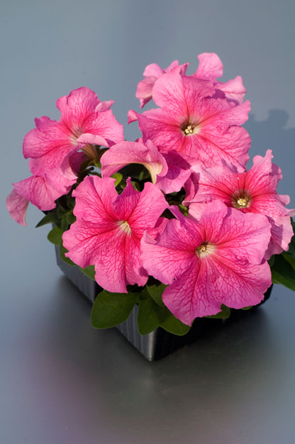 PETUNIA LIMBO ROSA VENATO NR.1000 SEMI PILL.